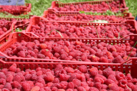Maline u hladnjačama čekaju cijenu