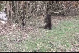 Dva mečeta lutaju Rekavicama