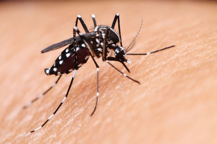 Epidemija denga groznice na Šri Lanki, najmanje 225 mrtvih