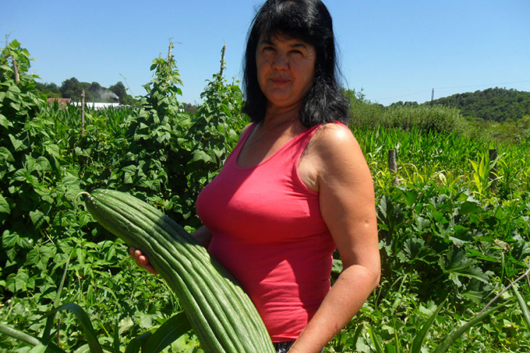 Uzgojila krastavac težine 4,6 kilograma