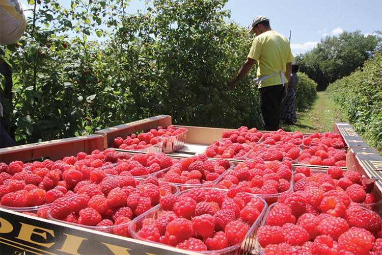 Otkupna cijena malina na području USK iznosiće 2,5 KM po kg