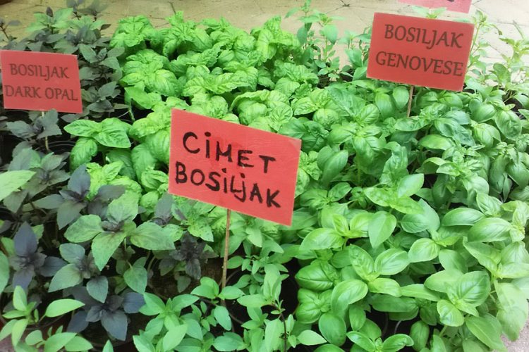 Škola proizvodnje začinskog bilja
