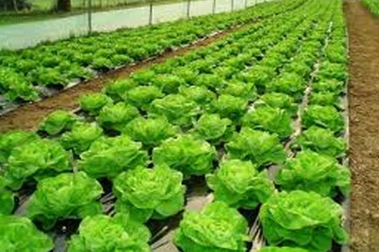 Zelena salata - nepresušan izvor vitamina i minerala