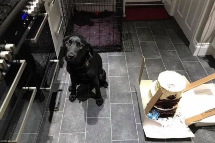 Labrador pojeo trospratnu tortu jutro pred svadbu