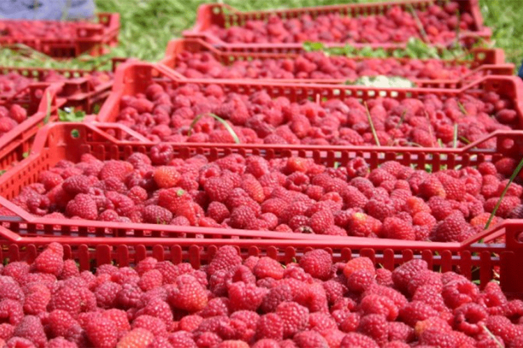 Maline u hladnjačama čekaju cijenu