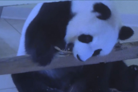 Brižit Makron kuma bebi pandi