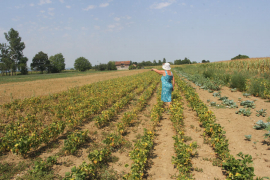 Suša spržila 270 miliona, skaču cijene hrane