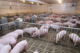 Sa farme u Čakovcu ukradeno više od 700 svinja