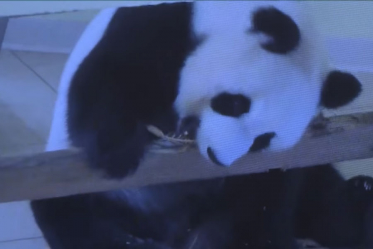 Brižit Makron kuma bebi pandi