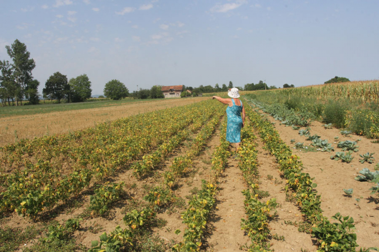 Suša spržila 270 miliona, skaču cijene hrane