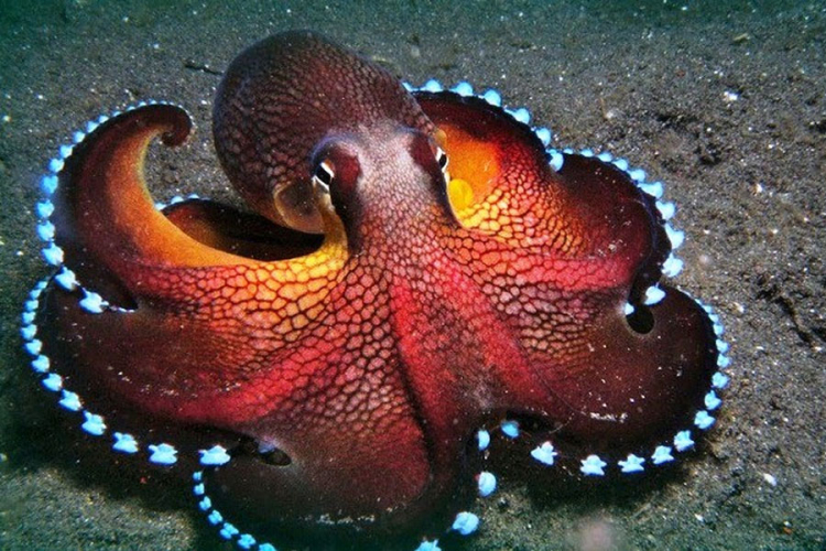 Oktopod, biće najbliže vanzemaljcima koje živi na Zemlji