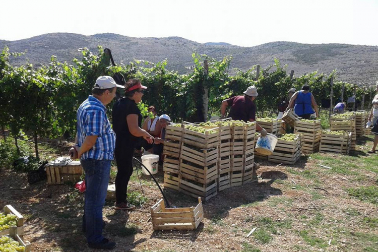 U vinogradima "Agrofina" počela berba, cijene iste