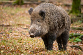 Divlje svinje doplivale do Štranda i napale, potjera u toku