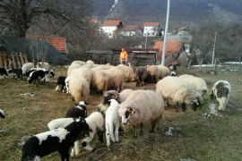Usjevi izgorjeli, stoka neće imati hranu za zimu
