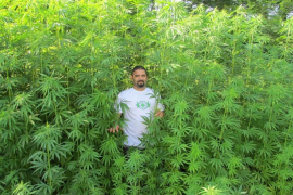 U Bugarskoj legalizovana proizvodnja kanabisa