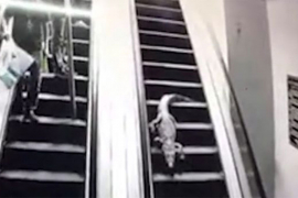 Aligator šetao po tržnom centru u Kini