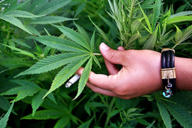 Pronađena marihuana i 15 stabljika indijske konoplje, uhapšeno jedno ...