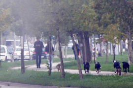 Prolaznici bježali od pasa lutalica ulicama u Boriku