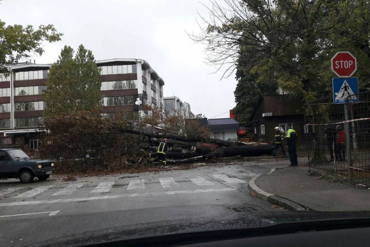 Srušilo se drvo u centru Banjaluke