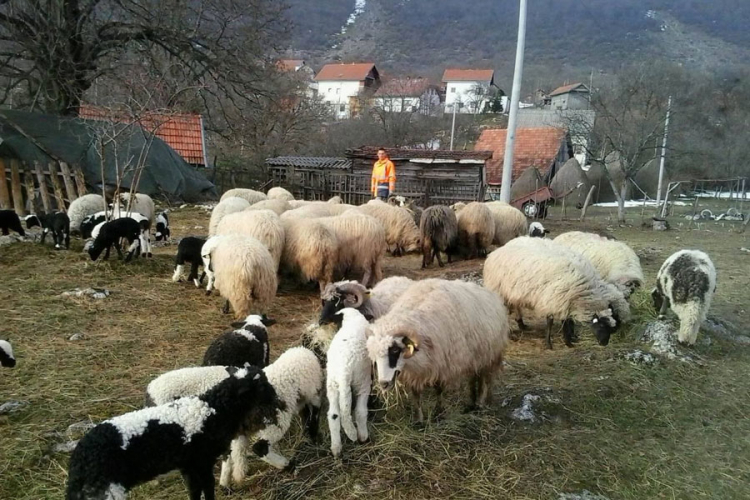 Usjevi izgorjeli, stoka neće imati hranu za zimu