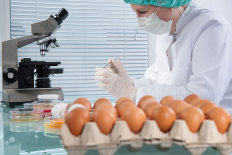 Jaja sa "fipronilom" u 40 zemalja