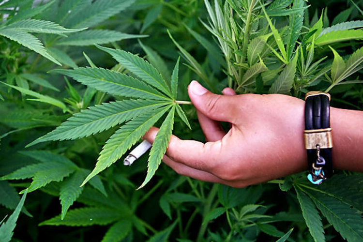 Pronađena marihuana i 15 stabljika indijske konoplje, uhapšeno jedno lice