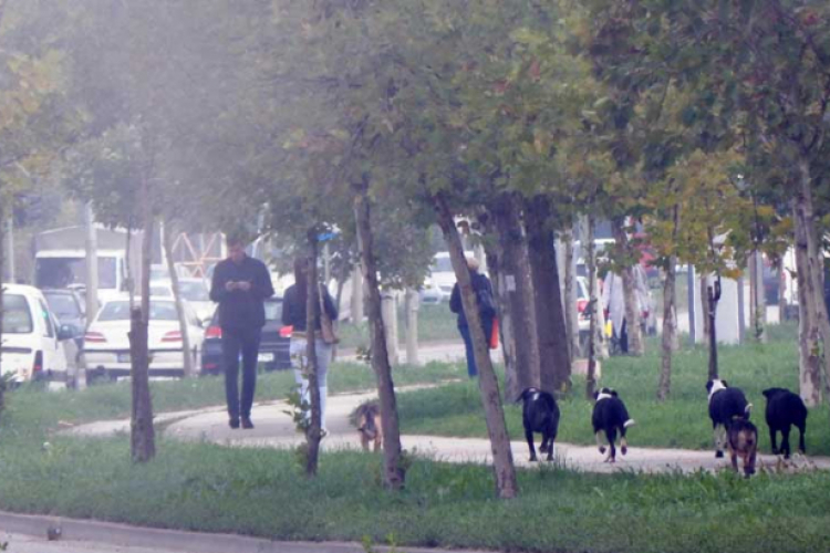 Prolaznici bježali od pasa lutalica ulicama u Boriku