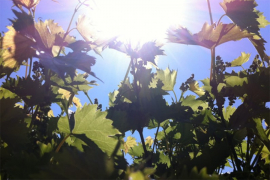 Danas sunčano, temperatura do 21 stepen