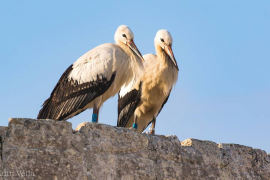 Rode iz Gradiške stigle do Malte