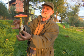 Gljive "zaboljele" i iskusne sakupljače