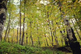 Pod minama šume vrijedne 800 miliona maraka