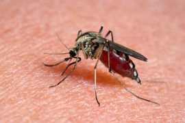 Pušteni GMO komarci koji sadrže smrtonosan gen