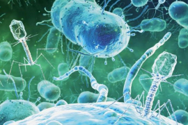 Virus otkriven prije 100 godina mogao bi da zamijeni antibiotike