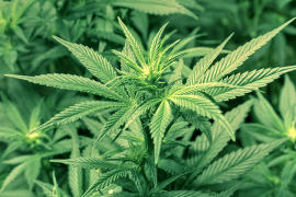 Legalizovana marihuana u Peruu za medicinske svrhe