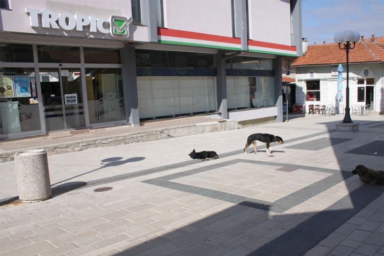 Zbog pasa lutalica osnovci ne smiju da napuštaju školsku zgradu