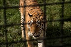 Tigar napao ženu u ZOO vrtu u Rusiji