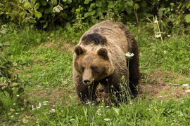 Hercegovka koja je vriskom otjerala zvijer: Glava mu je bila ko ...