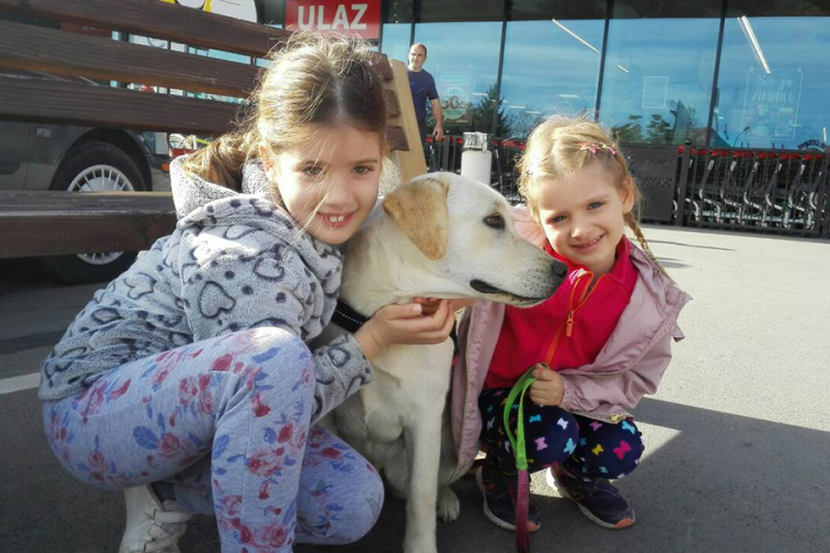 Održana prva revijalna izložba zlatnih retrivera i labradora
