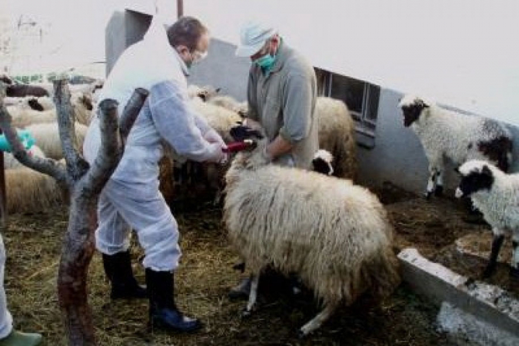 U zeničkoj bolnici hospitalizovano 12 oboljelih: Nadležni kriju žarišta bruceloze?
