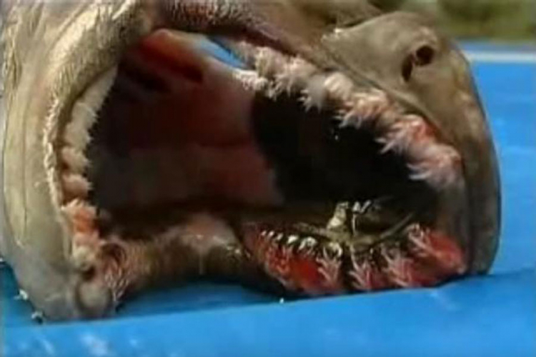 Pronađena ajkula koja potiče iz "doba dinosaurusa"
