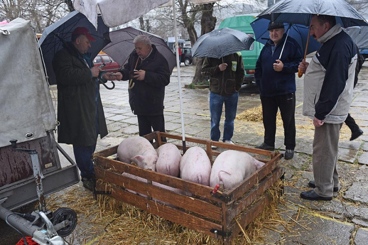 Novo poskupljenje, prasići skuplji od jagnjadi