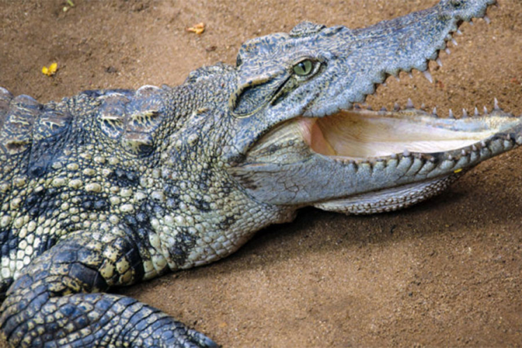 Grčka nekada bila zemlja krokodila,kobri,džinovskih guštera