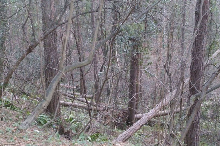 Čeka se izvođač radova za uklanjanje oborenih i polomljenih stabala na Banj brdu