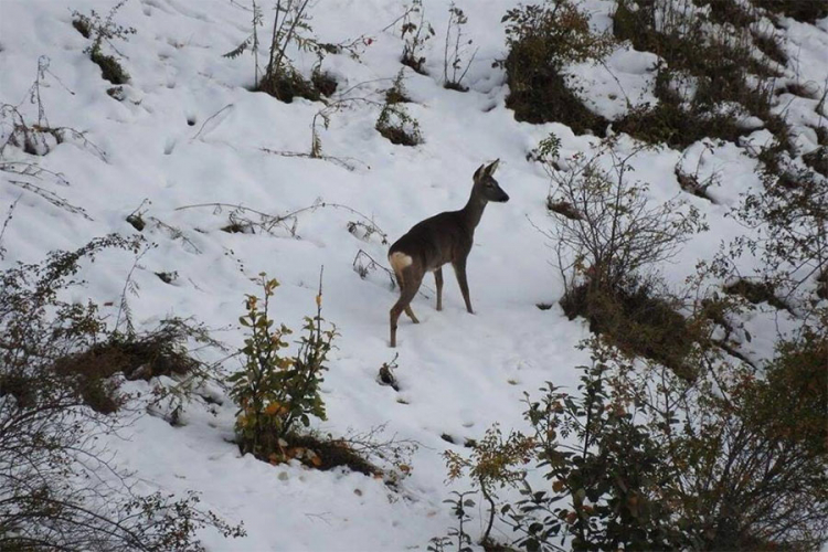 Lovokradice ustrijelile jelena u Nacionalnom parku “Sutjeska”