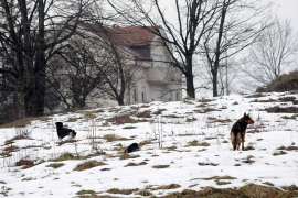 Psi napali dvije žene i dječaka