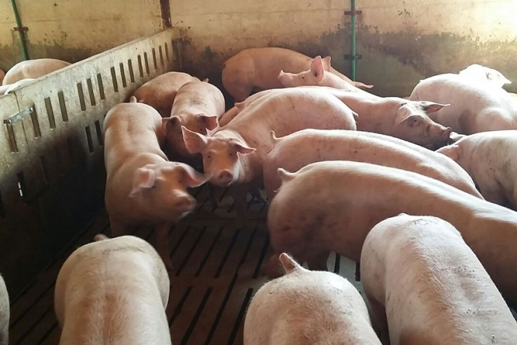 Iz BiH za godinu dana izvezeno 66 tovljenika
