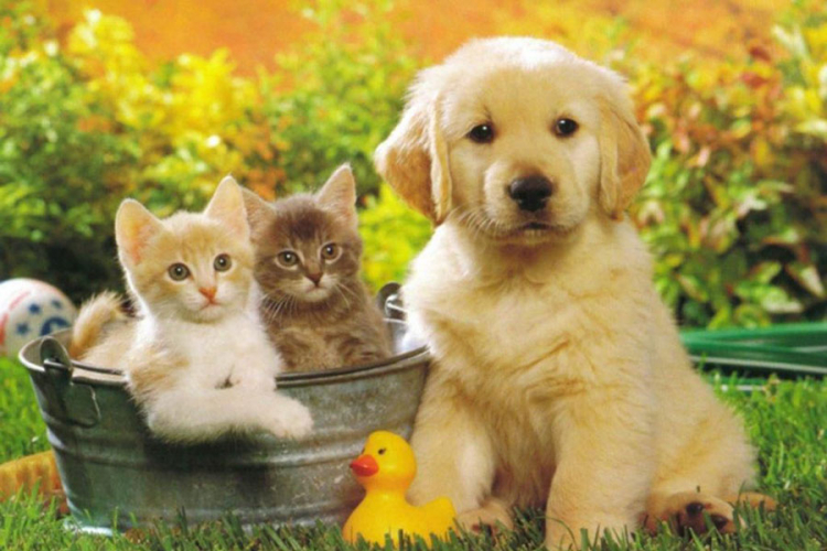 Istražili smo da li je društvo u BiH pet friendly