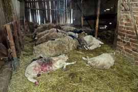 Psi lutalice poklali ovce prijedorskom stočaru, šteta više hiljada KM