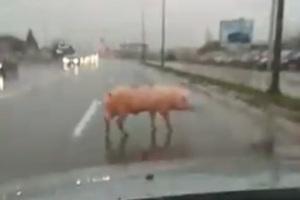 Prase u šetnji banjalučkim tranzitom