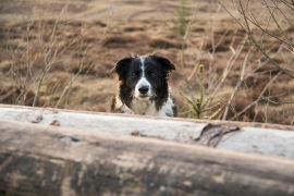 'Dogs Trust' traži sankcionisanje odgovornih za uništavanje pasa u ...